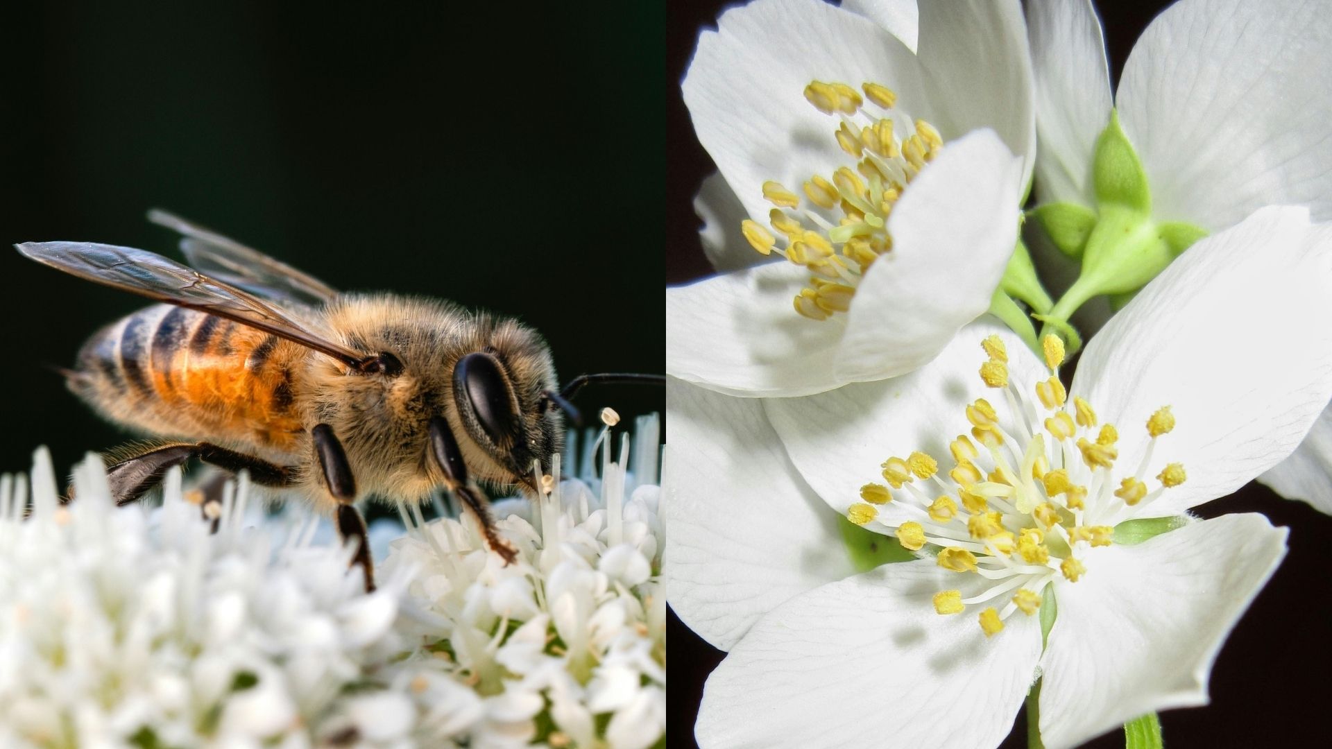 Bee Garden Tour at Mandai Rainforest Resort by Banyan Tree in Singapore